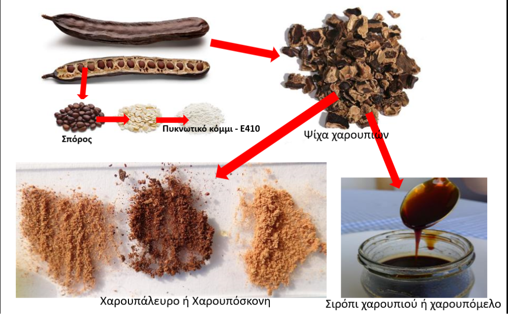 τροποι-μεταποίησης-χρησεις-χαρουπιών